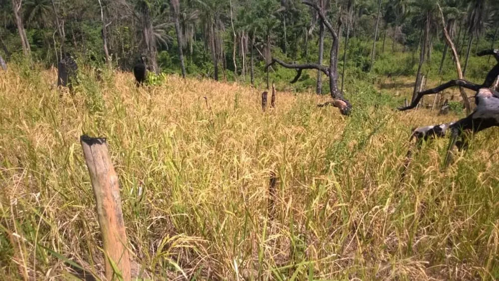 A rice field turning gold before harvest, ringed by palm forest